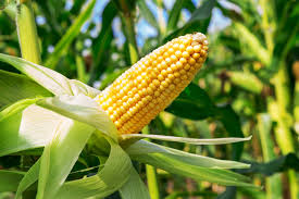 Кукуруза и изменение климата